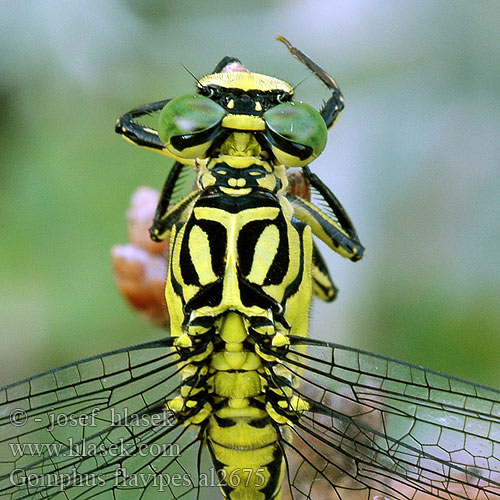 Klínatka žlutonohá Дедка желтоногий Дідок жовтоногий River Clubtail Sárga szitakötő Rumeni porečnik Gomphus flavipes Rivierrombout Asiatische Keiljungfer Gadziogłówka żółtonoga Klinovka žltonohá