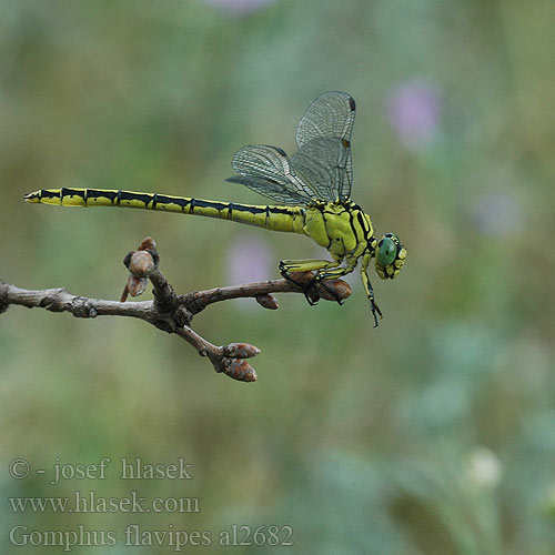 River Clubtail Sárga szitakötő Rumeni porečnik Gomphus flavipes Rivierrombout Asiatische Keiljungfer Gadziogłówka żółtonoga Klinovka žltonohá Klínatka žlutonohá Дедка желтоногий Дідок жовтоногий