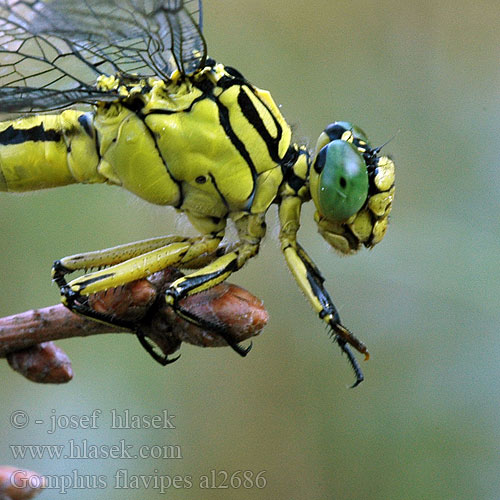 Gomphus flavipes al2686