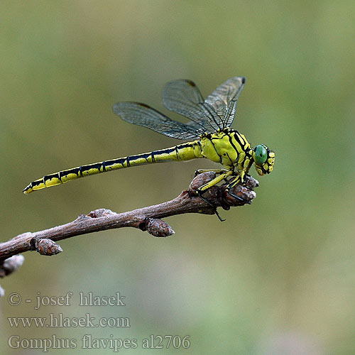 Gomphus flavipes al2706