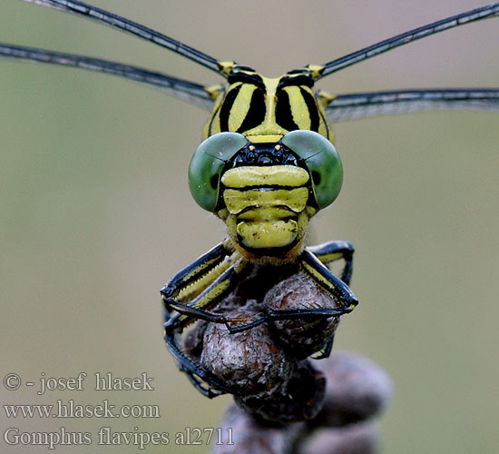 Дедка желтоногий Дідок жовтоногий River Clubtail Sárga szitakötő Rumeni porečnik Gomphus flavipes Rivierrombout Asiatische Keiljungfer Gadziogłówka żółtonoga Klinovka žltonohá Klínatka žlutonohá