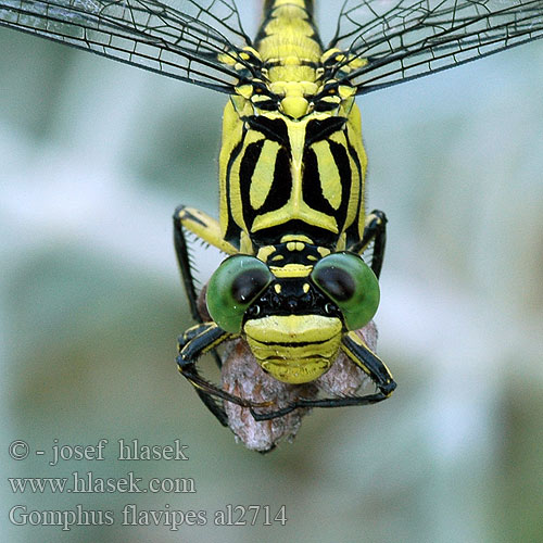 Gomphus flavipes al2714