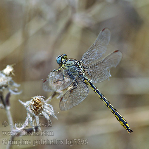 Gomphus pulchellus Plasrombout Westliche Keiljungfer Klinovka žltonohá Klínatka západní Zahodni porečnik Western Clubtail Yellow-legged clubtail