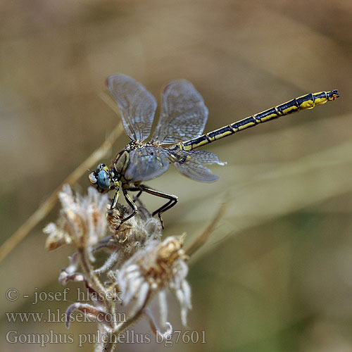 Klinovka žltonohá Klínatka západní Zahodni porečnik Western Clubtail Yellow-legged clubtail Gomphus pulchellus Plasrombout Westliche Keiljungfer