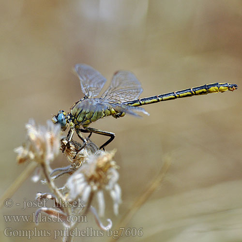 Western Clubtail Yellow-legged clubtail Gomphus pulchellus Plasrombout Westliche Keiljungfer Klinovka žltonohá Klínatka západní Zahodni porečnik