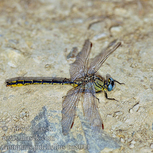 Plasrombout Westliche Keiljungfer Klinovka žltonohá Klínatka západní Zahodni porečnik Western Clubtail Yellow-legged clubtail Gomphus pulchellus