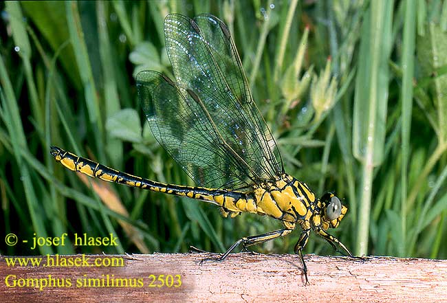 Gomphus similimus 2503