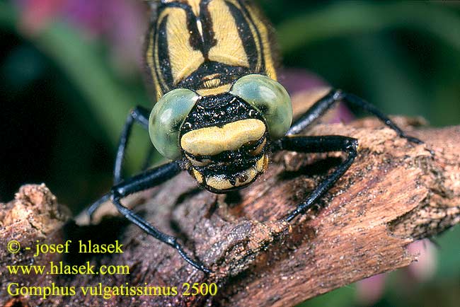 Gomphus vulgatissimus Gompus très commun Beekrombout Gonfo volgare Gemeine Keiljungfer Gadziogłówka zwyczajna