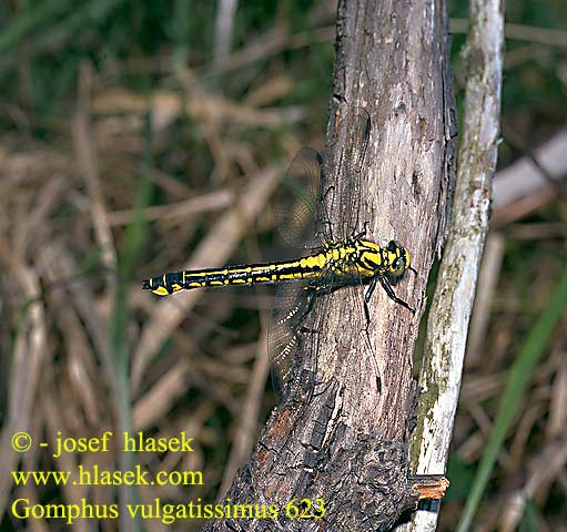 Gomphus vulgatissimus 623