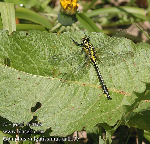 Gomphus vulgatissimus aa8035