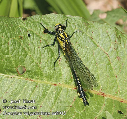 Gomphus vulgatissimus aa8042