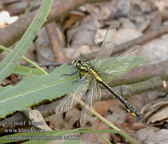 Gomphus vulgatissimus aa8052