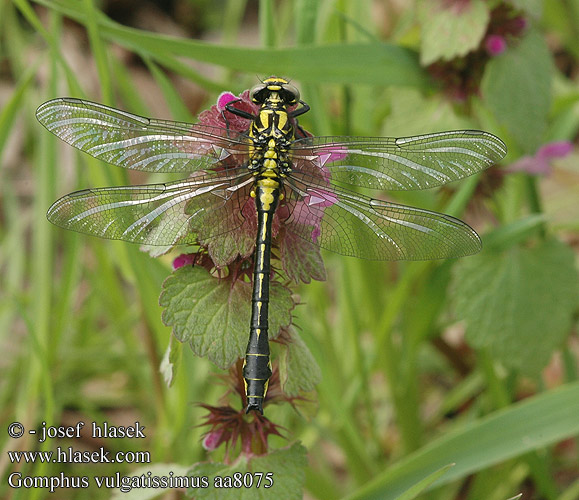 Gomphus vulgatissimus aa8075