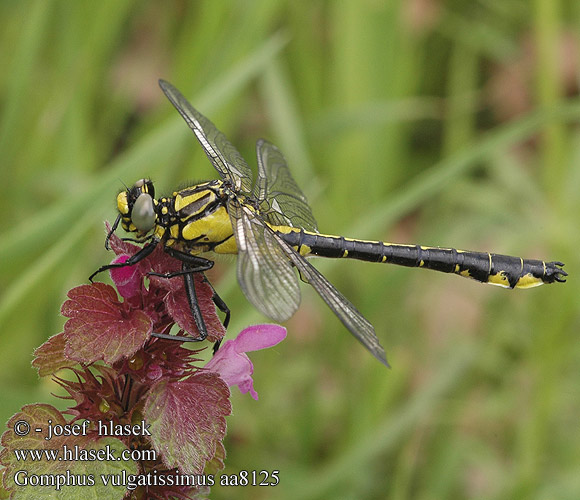 Gomphus vulgatissimus aa8125