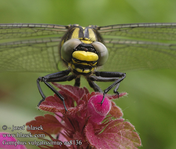 Gomphus vulgatissimus aa8136