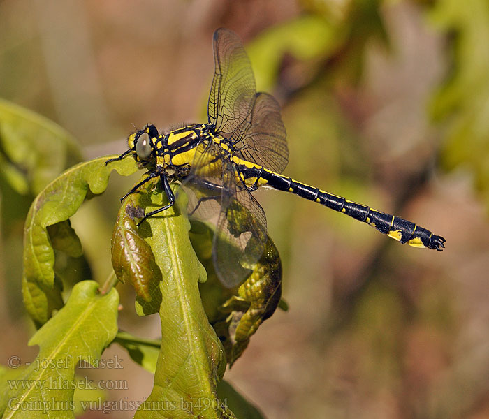 Gomphus_vulgatissimus_bj4904