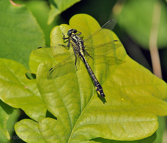 Gomphus_vulgatissimus_bn7022