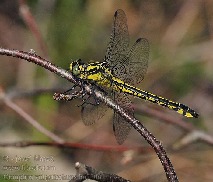 Gomphus_vulgatissimus_bn7206