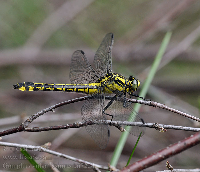 Gomphus_vulgatissimus_bn7224