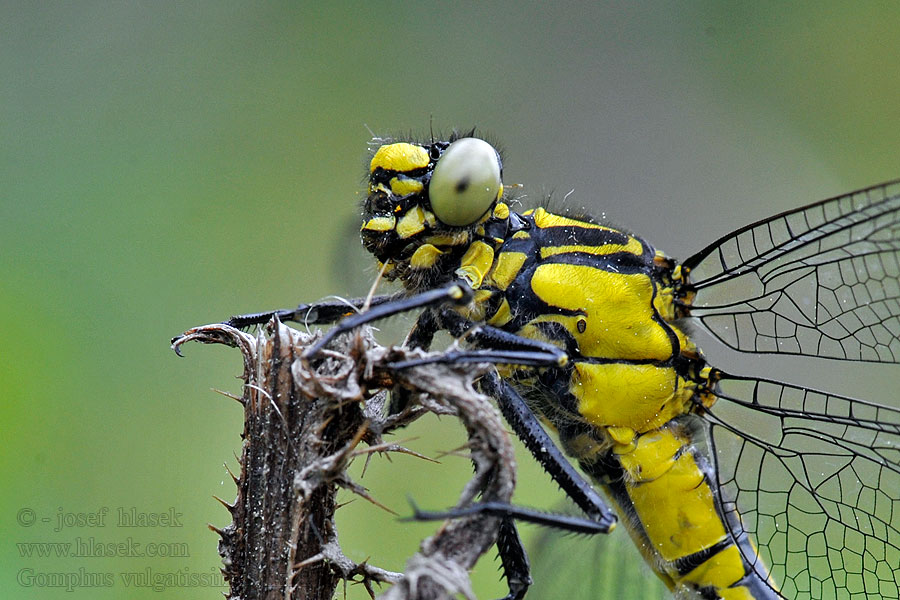 Beekrombout Gonfo volgare Gomphus vulgatissimus