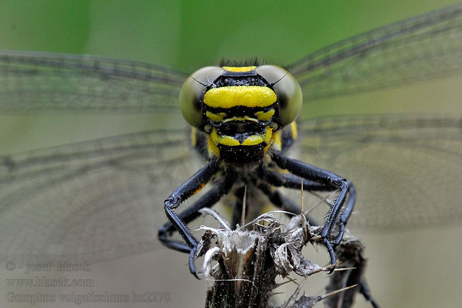 Gemeine Keiljungfer Gomphus vulgatissimus