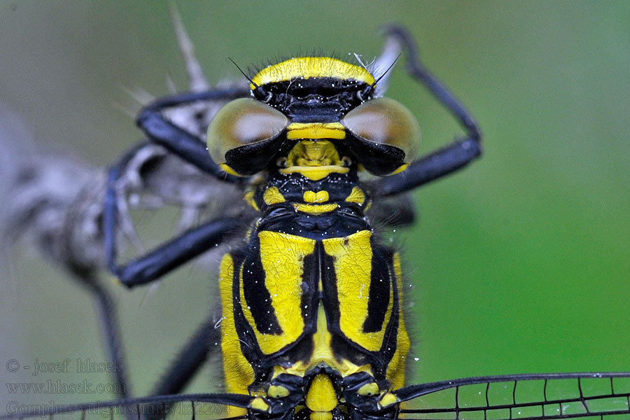 Gadziogłówka zwyczajna Gomphus vulgatissimus