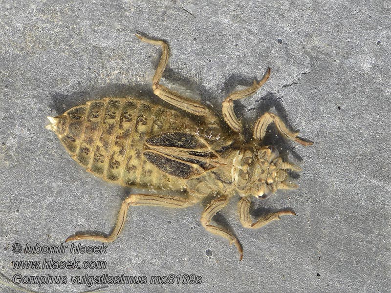 Дедка обыкновенный Дідок звичайний Gomphus vulgatissimus