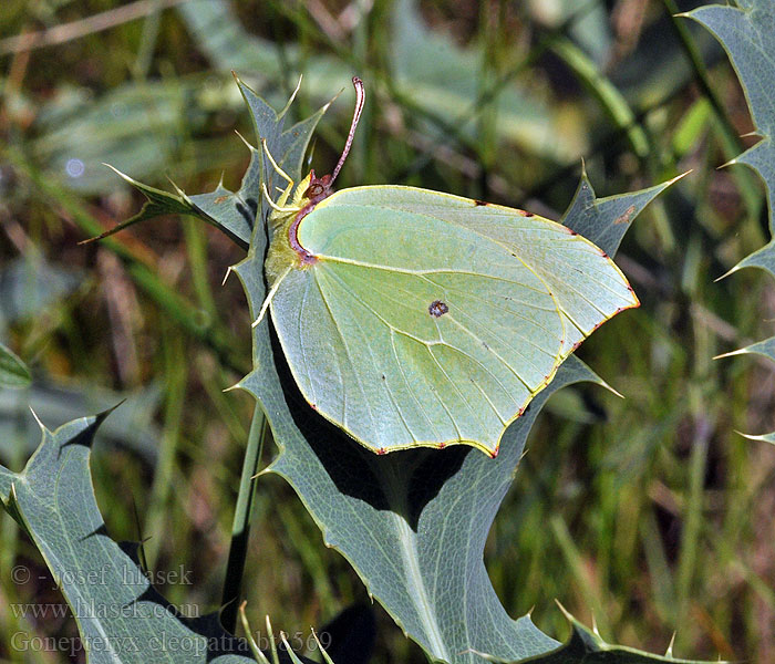 Gonepteryx cleopatra Cleopatra butterfly Citron Provence