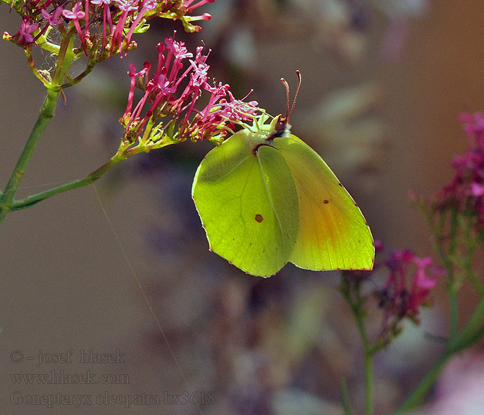 Kleopatra-Falter Gonepteryx cleopatra