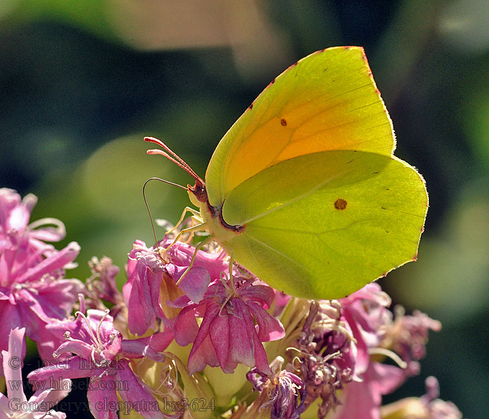 Cleopatra butterfly Gonepteryx cleopatra