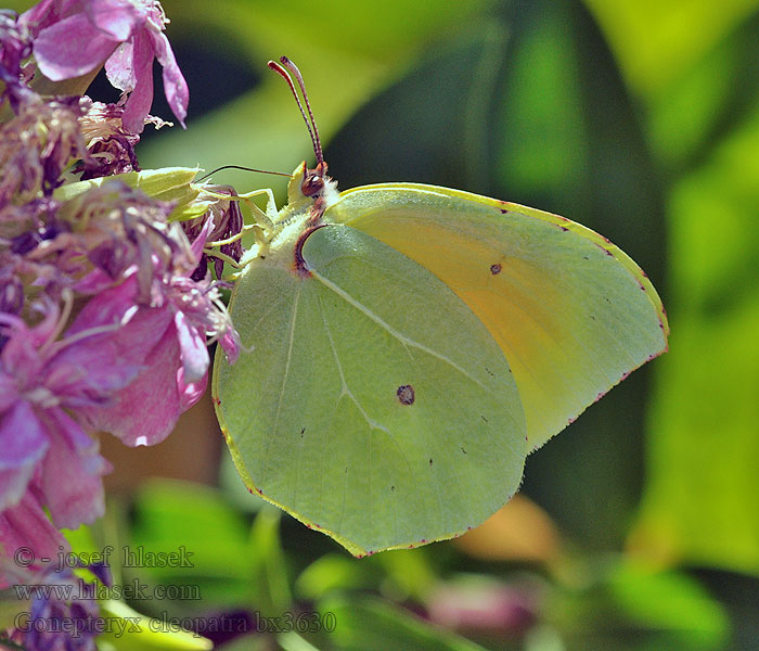 Citron Provence Gonepteryx cleopatra