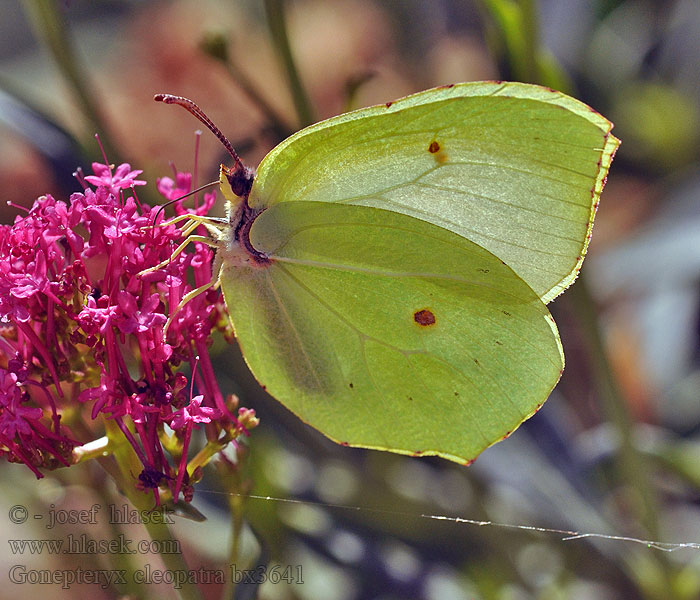 Latolistek kleopatra Gonepteryx cleopatra