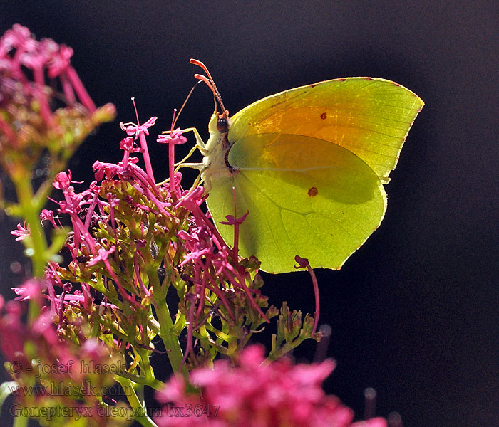 Kleopátralepke Gonepteryx cleopatra