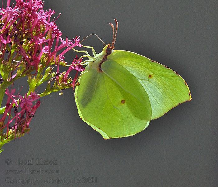 Sydlig citronfjäril Gonepteryx cleopatra