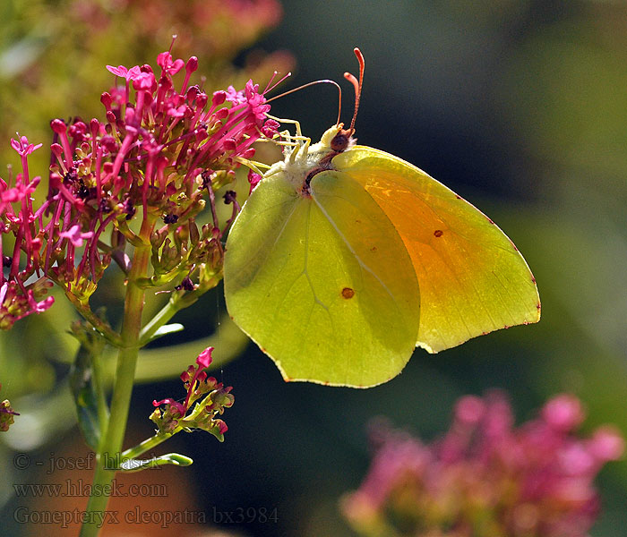 Gonepteryx cleopatra