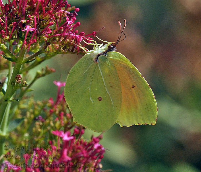 Gonepteryx cleopatra Žluťásek půvabný