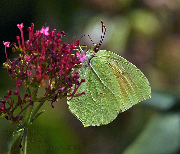 Gonepteryx cleopatra Cleopatra butterfly