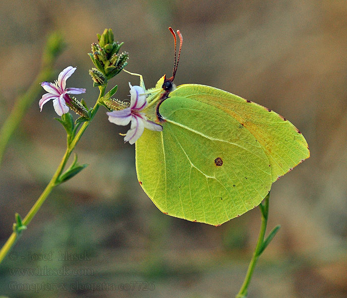 Gonepteryx cleopatra Kleopatra-Falter