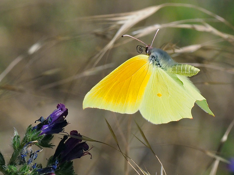 Gonepteryx cleopatra