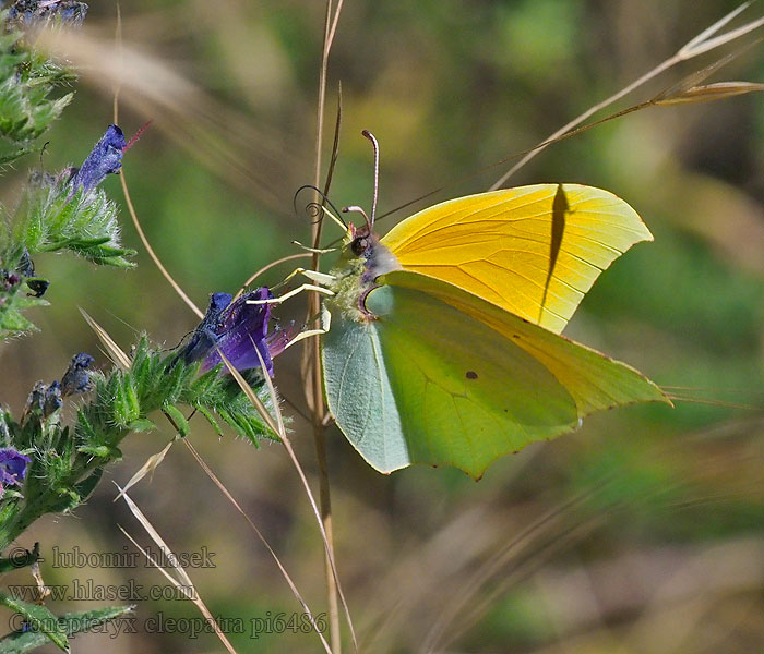 Kleopátralepke Sydlig citronfjäril Gonepteryx cleopatra