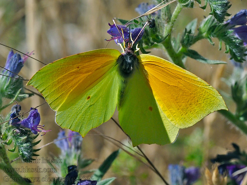 Cleopatra butterfly Citron Provence Gonepteryx cleopatra