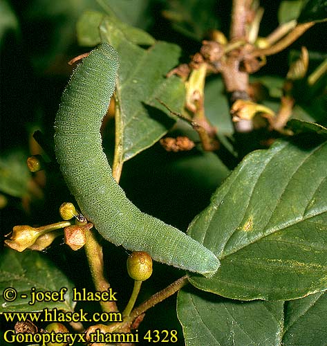 Gonepteryx rhamni Brimstone Citron Citromlepke