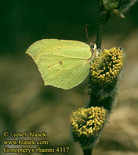 Gonepteryx rhamni Citronfjäril Sitronsommerfugl