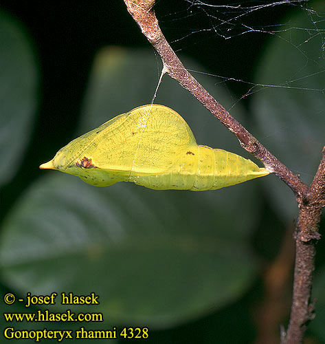 Gonepteryx rhamni Citronsommerfugl Citroenvlinder