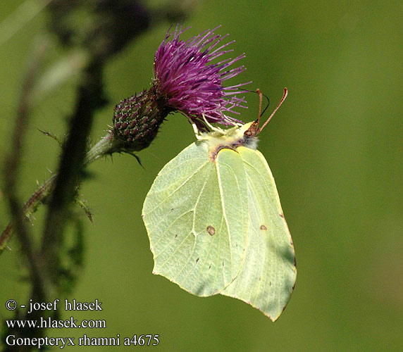 Gonepteryx rhamni 尖钩粉蝶 Lapsuliblikas 멧노랑나비