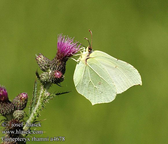 Gonepteryx rhamni 멧노랑나비 Citrinukas Obični zućak