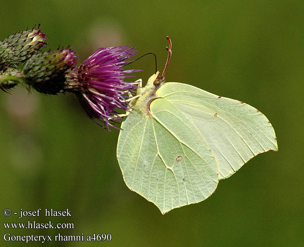 Gonepteryx rhamni ヤマキチョウ Citromlepke