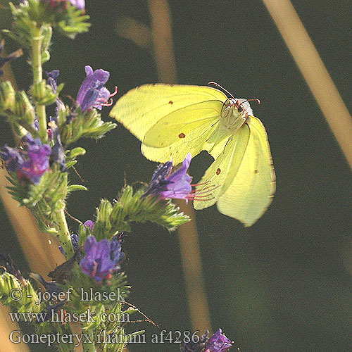 Gonepteryx rhamni Крушинница лимонница