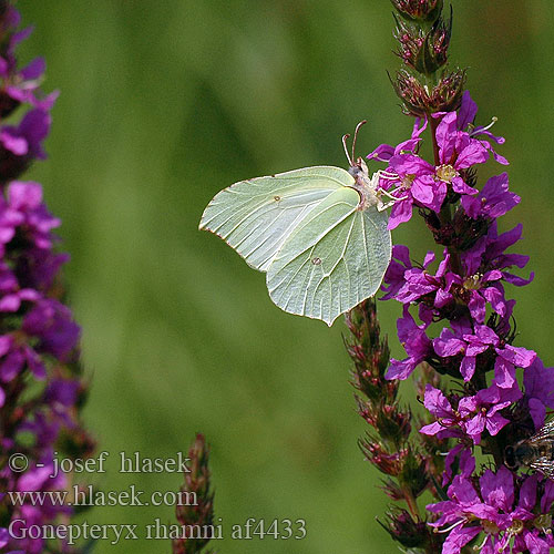 Gonepteryx rhamni Limonera Orakkanat Brimstone Citron Citromlepke