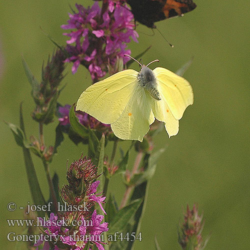 Gonepteryx rhamni Orakkanat Brimstone Citron Citromlepke